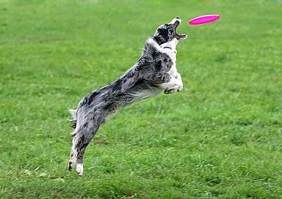 Как научить свою собаку ловить летающую тарелку
